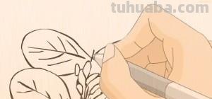 简笔画树叶怎么画 如何画叶子？