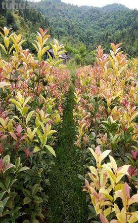 五色彩桂：一种美丽的植物及其图片 