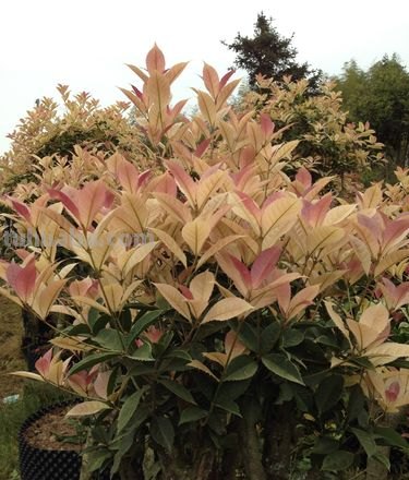 五色彩桂：一种美丽的植物及其图片 