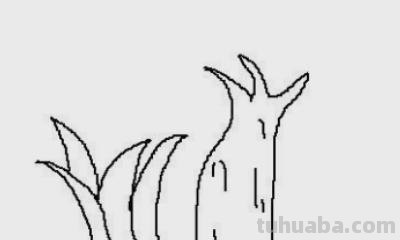 柏树怎么画简笔画 树木简笔画的几种常见画法？