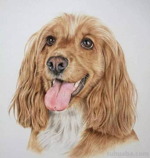 彩铅狗怎么画的 2023春节兔年绘画步骤？