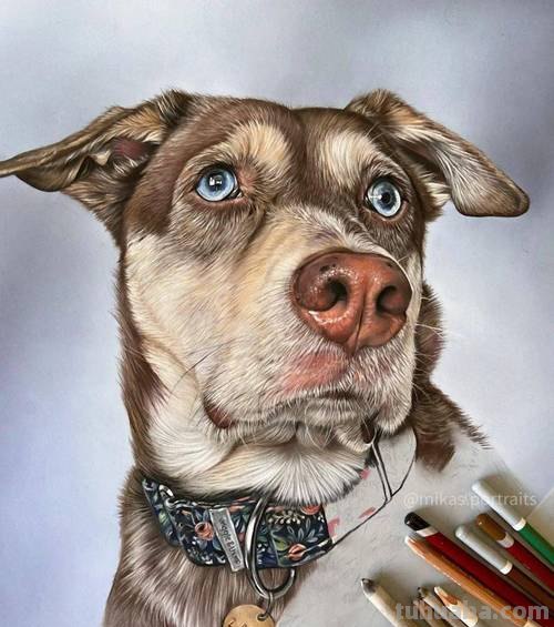 彩铅狗怎么画的 2023春节兔年绘画步骤？