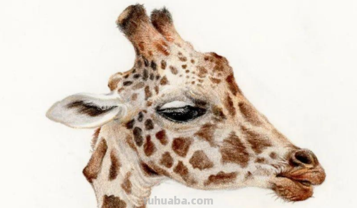 怎样画一只长颈鹿