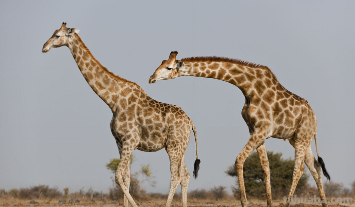 怎样画一只长颈鹿