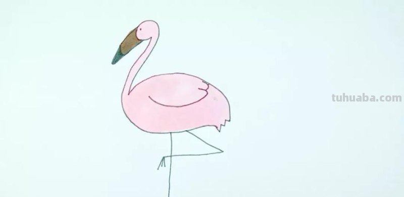 儿童简笔画精选「鸟」-火烈鸟（Flamingo）的绘画步骤