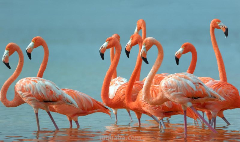 儿童简笔画精选「鸟」-火烈鸟（Flamingo）的绘画步骤