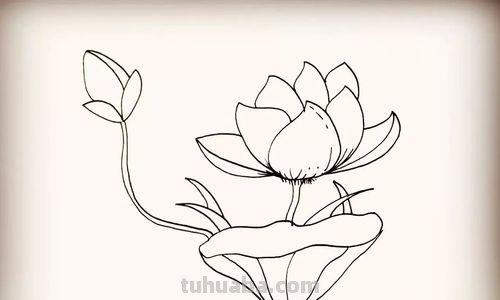 白莲花怎么画 白莲花怎么画简笔画