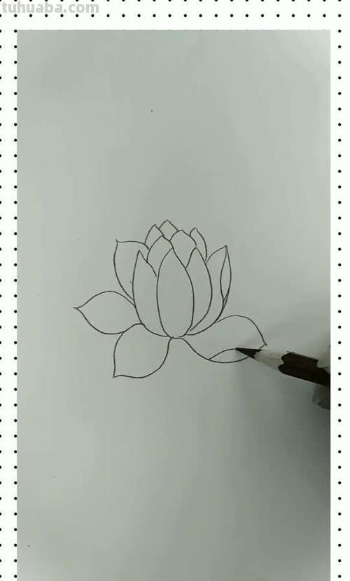 白莲花怎么画 白莲花怎么画简笔画