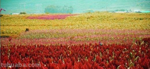 红高粱色彩分析：从中国文化中探究红高粱色彩的内涵 