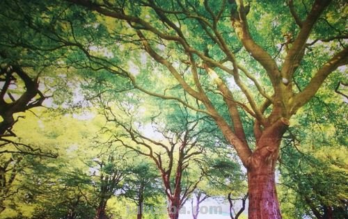 树风景色彩及树风景色彩画：用色彩给大自然的树木生命注入灵魂 