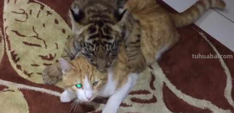 把猫咪放大到和老虎一样大,它还能打的过老虎吗?