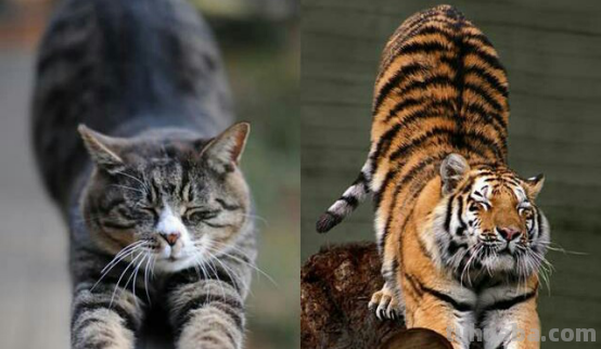 把猫咪放大到和老虎一样大,它还能打的过老虎吗?