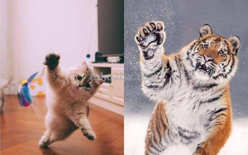 把猫咪放大到和老虎一样大，它还能打的过老虎吗？