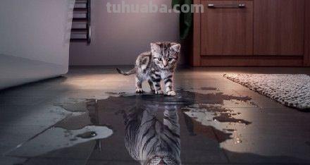 把猫咪放大到和老虎一样大，它还能打的过老虎吗？