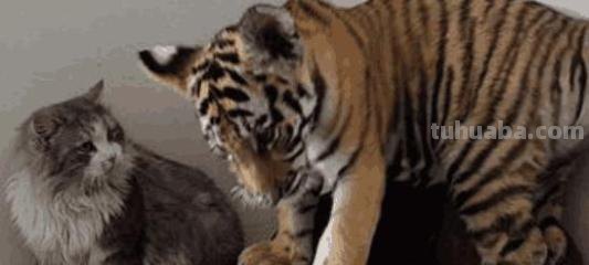 把猫咪放大到和老虎一样大，它还能打的过老虎吗？