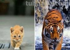 把猫咪放大到和老虎一样大，它还能打的过老虎吗？