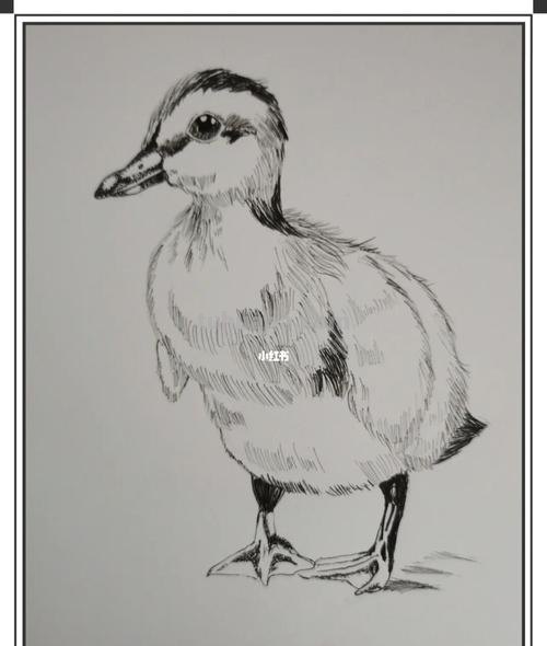 速写水鸭子 水鸭子是什么样子的？