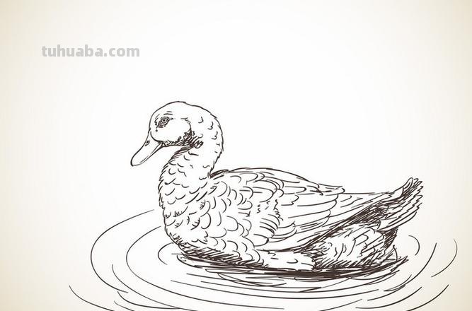 速写水鸭子 水鸭子是什么样子的？
