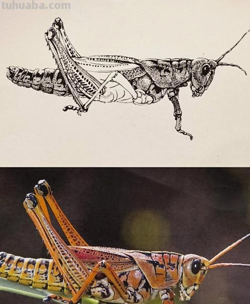 虫子速写画技巧 昆虫应该怎么画？