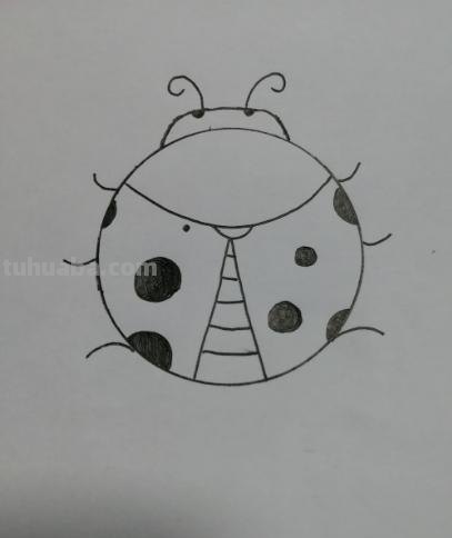 虫子速写画技巧 昆虫应该怎么画？