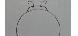 虫子速写画技巧 昆虫应该怎么画？