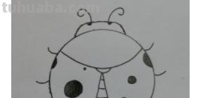 虫子速写画技巧 昆虫应该怎么画？