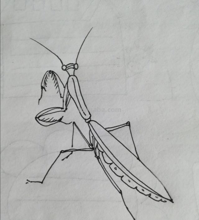 虫子速写画技巧 昆虫应该怎么画？