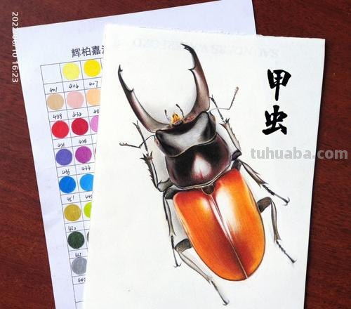 甲虫动漫怎么画彩铅 甲虫的颜色怎么涂?