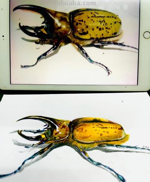 甲虫动漫怎么画彩铅 甲虫的颜色怎么涂?