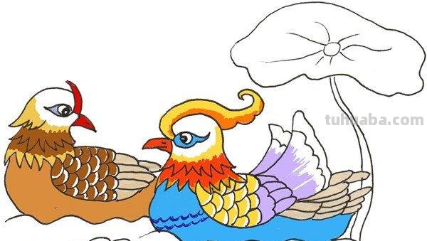 鸳鸯怎么画简笔画 鸳鸯笔画顺序？