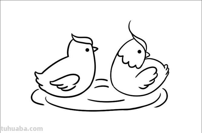 鸳鸯怎么画简笔画 鸳鸯笔画顺序？