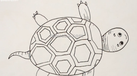乌龟怎么画 乌龟怎么画