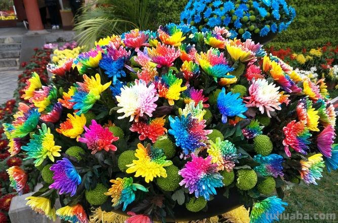 菊花的色彩及菊花的色彩描写