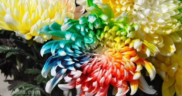 菊花的色彩及菊花的色彩描写