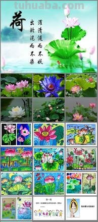 荷花色彩及荷花色彩画：揭秘荷花的美丽之谜 