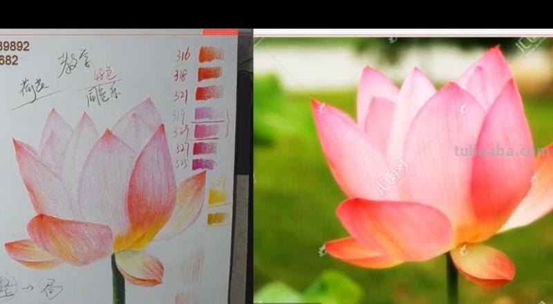 荷花色彩及荷花色彩画：揭秘荷花的美丽之谜 