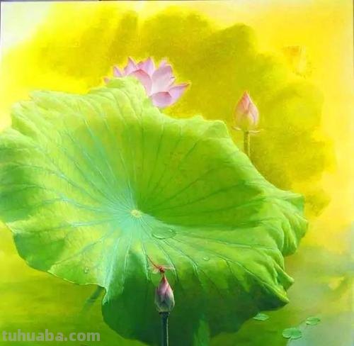 荷花色彩及荷花色彩画：揭秘荷花的美丽之谜 