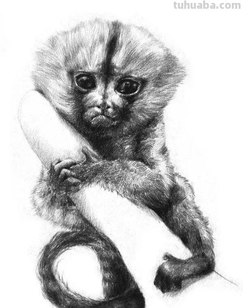 眼镜猴速写 眼镜猴是什么动物？