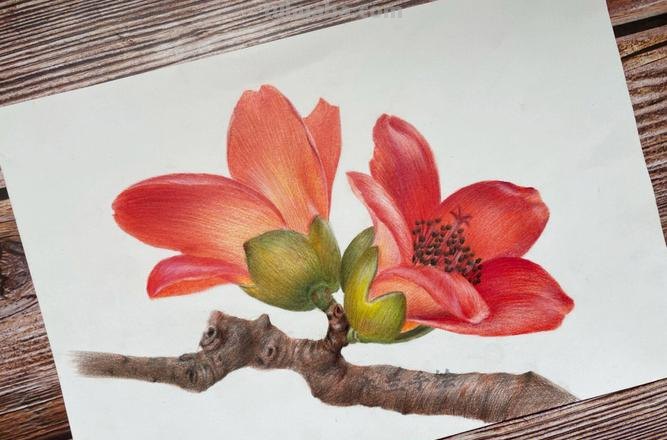 彩铅小花书签怎么画 如何画木棉花书签？