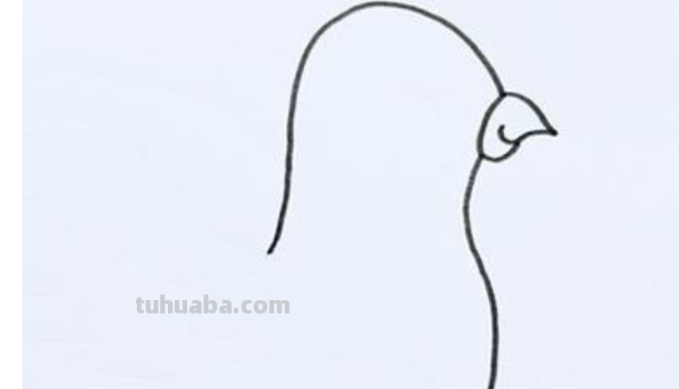 鸽子怎么画简笔画图片 鸽子怎么画简笔画图片