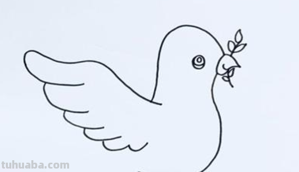 鸽子怎么画简笔画图片 鸽子怎么画简笔画图片