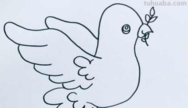 鸽子怎么画简笔画图片 鸽子怎么画简笔画图片