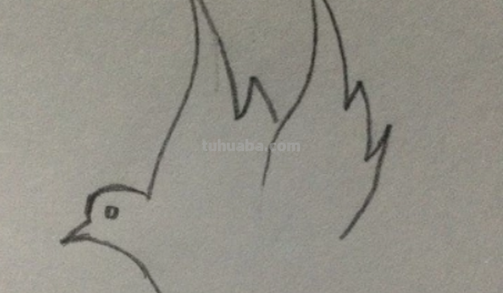 鸽子简单画法 鸽子简单画法