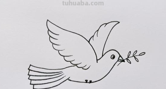 鸽子简单画法 鸽子简单画法