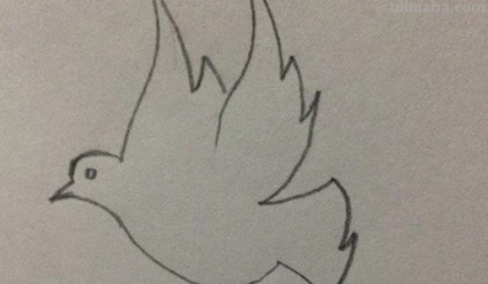 鸽子简单画法 鸽子简单画法