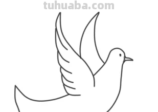 鸽子简笔画怎么画 鸽子简笔画怎么画