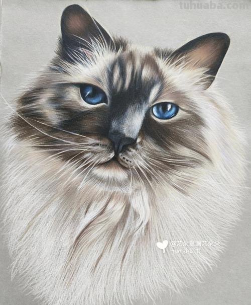 彩铅猫咪背景怎么画 调皮的小猫底下的背景应该画什么?