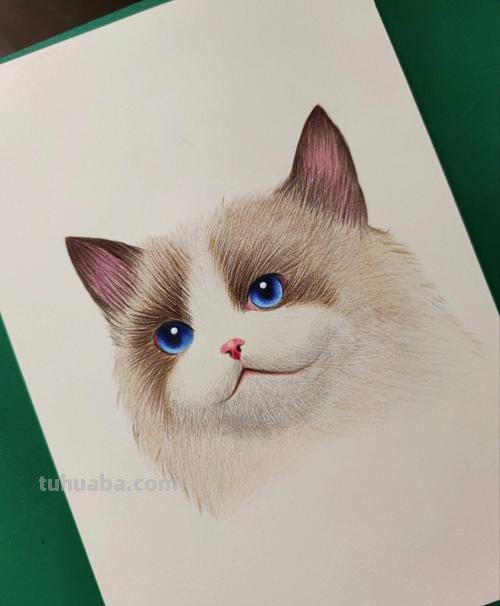 彩铅猫咪背景怎么画 调皮的小猫底下的背景应该画什么?