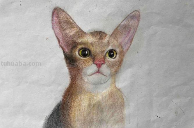 彩铅猫咪背景怎么画 调皮的小猫底下的背景应该画什么？