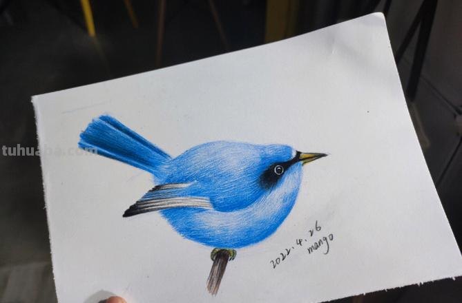 在家怎么画彩铅鸟儿 怎么画小鸟步骤教学？